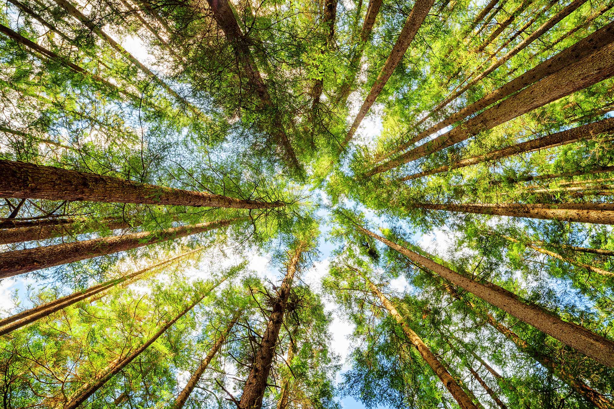 Novacart sostenibilità ambiente