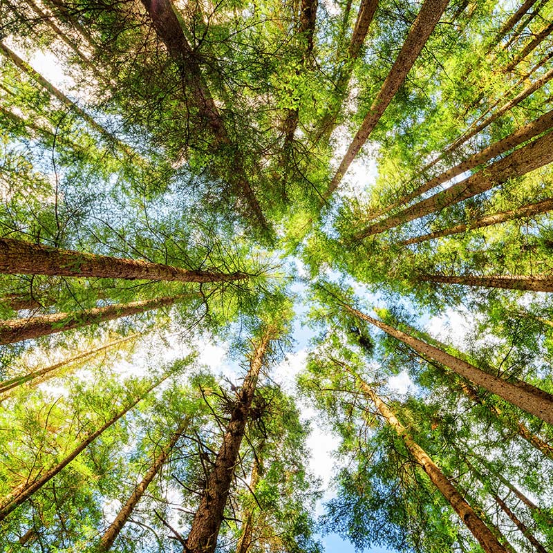 Cart Service sustainability strategies