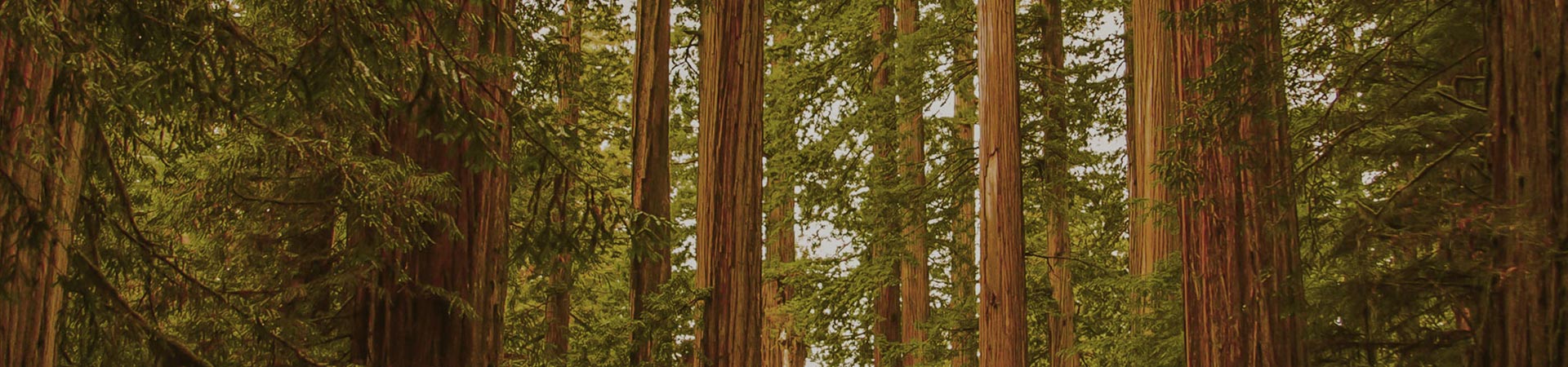 Siluett sustainability