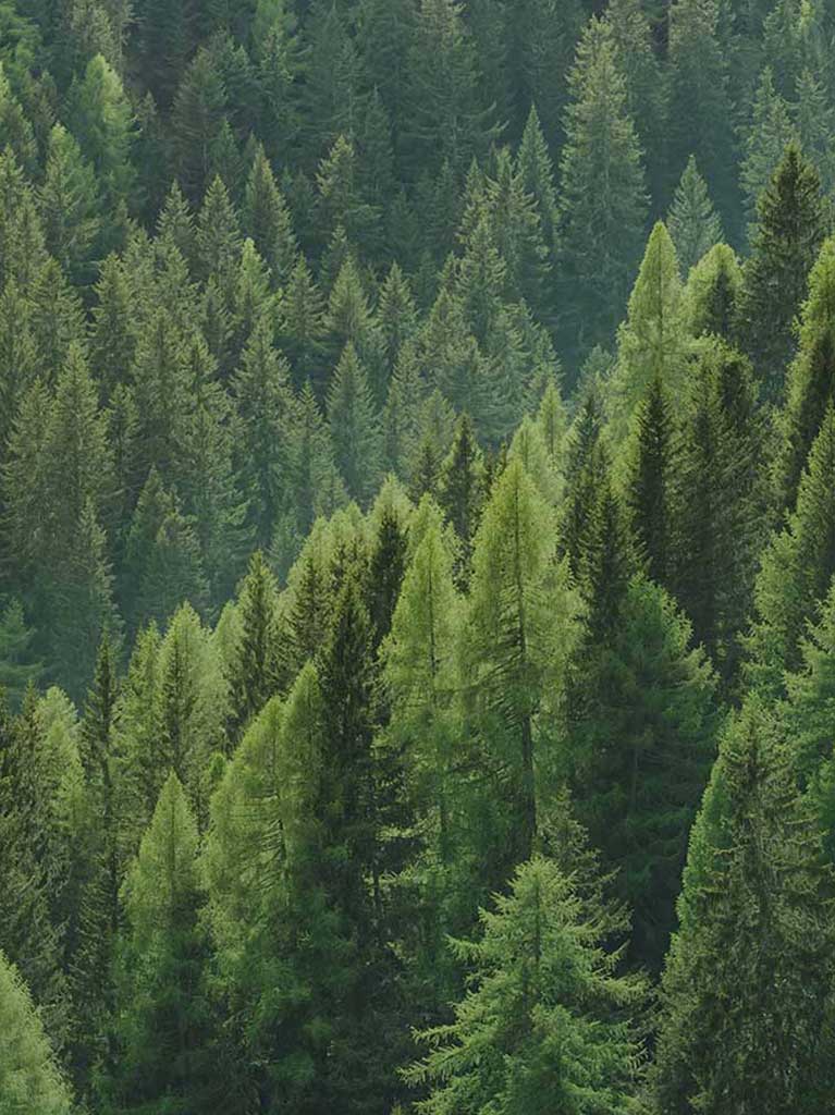 Cartotecnica Esse-Bi sustainability