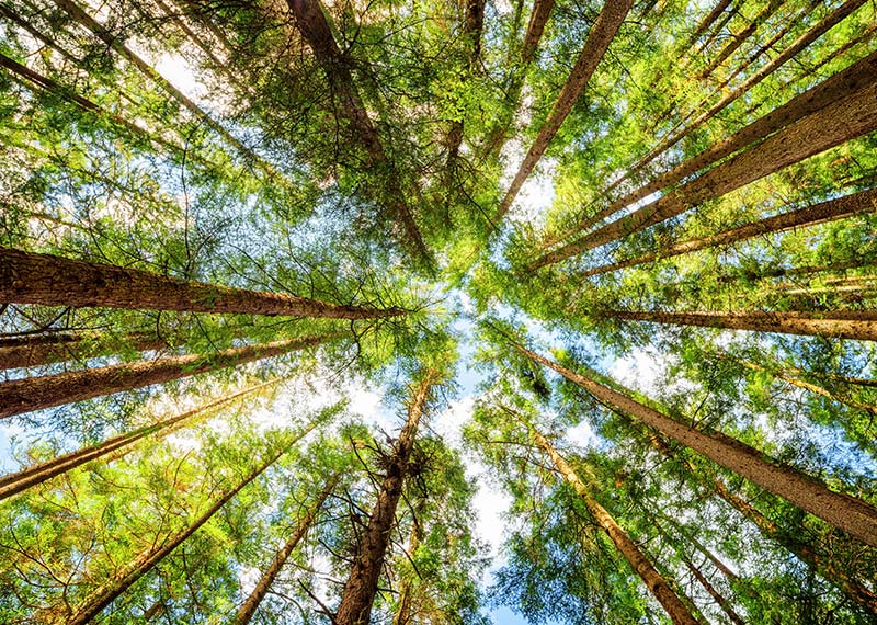 Cartotecnica Esse-bi sustainability policy