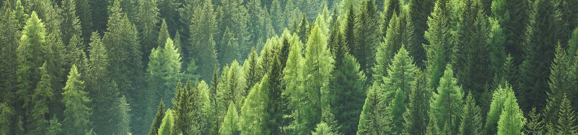 Cartotecnica Esse-bi sustainability