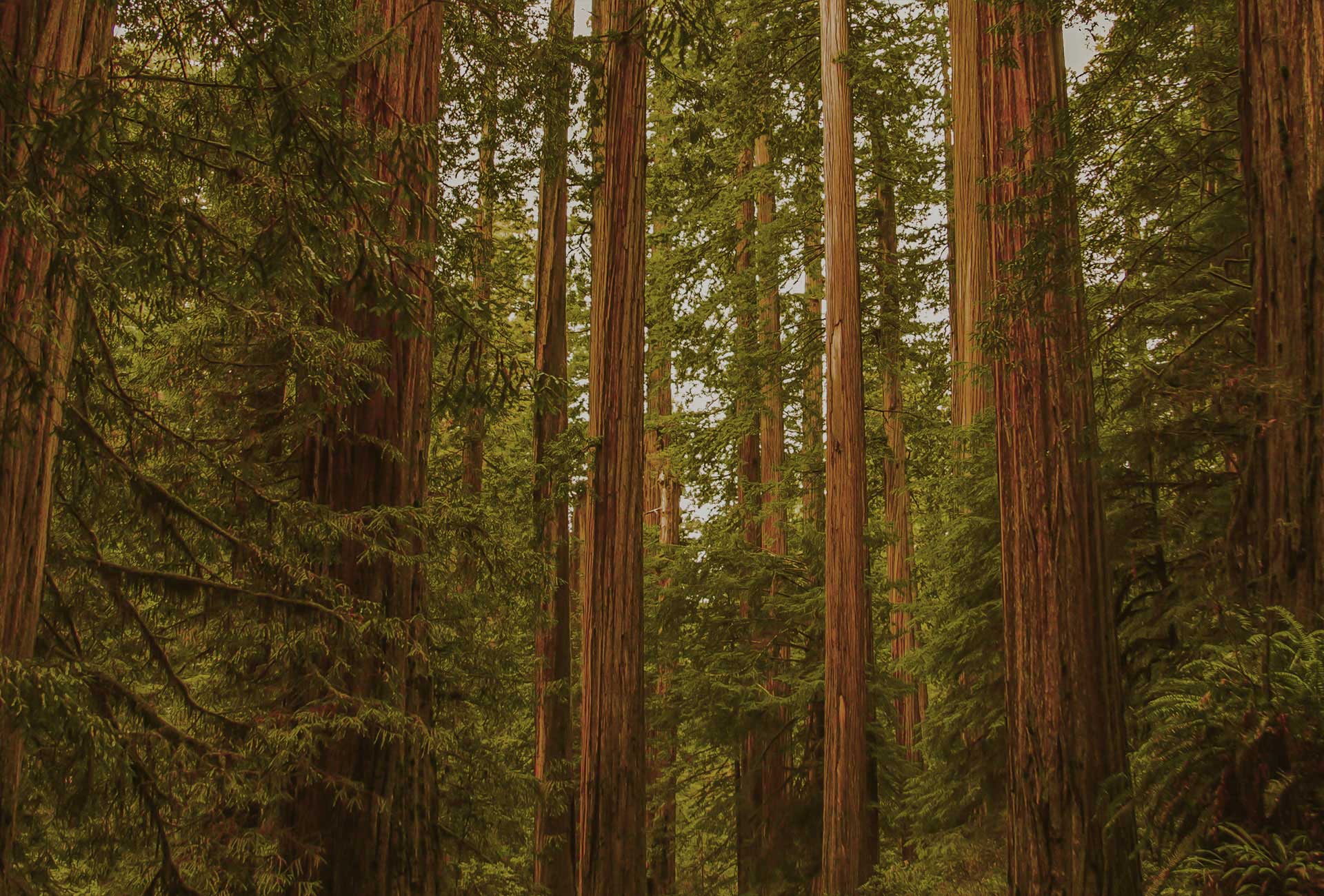 Esse-bi Cartotecnica sustainability